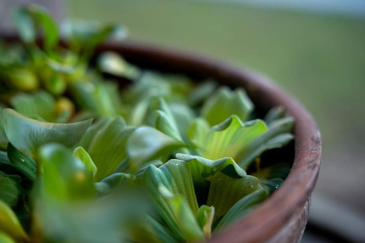 הוילה ג'והור בהרו Eco Haus Garden Residential מראה חיצוני תמונה